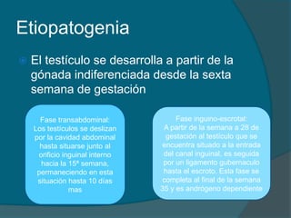 Etiopatogenia
 El testículo se desarrolla a partir de la
gónada indiferenciada desde la sexta
semana de gestación
Fase transabdominal:
Los testículos se deslizan
por la cavidad abdominal
hasta situarse junto al
orificio inguinal interno
hacia la 15ª semana,
permaneciendo en esta
situación hasta 10 días
mas
Fase inguino-escrotal:
A partir de la semana a 28 de
gestación al testículo que se
encuentra situado a la entrada
del canal inguinal, es seguida
por un ligamento gubernaculo
hasta el escroto. Esta fase se
completa al final de la semana
35 y es andrógeno dependiente
 