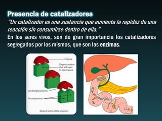 Presencia de catalizadores
“Un catalizador es una sustancia que aumenta la rapidez de una
reacción sin consumirse dentro de ella.”
En los seres vivos, son de gran importancia los catalizadores
segregados por los mismos, que son las enzimas.
 