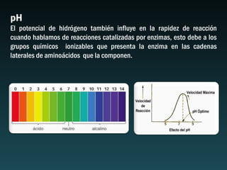 pH
El potencial de hidrógeno también influye en la rapidez de reacción
cuando hablamos de reacciones catalizadas por enzimas, esto debe a los
grupos químicos ionizables que presenta la enzima en las cadenas
laterales de aminoácidos que la componen.
 