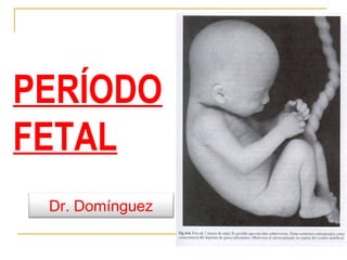 PERÍODO
FETAL
 Dr. Domínguez
 