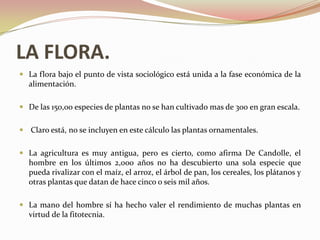 LA FLORA.
 La flora bajo el punto de vista sociológico está unida a la fase económica de la
  alimentación.

 De las 150,00 especies de plantas no se han cultivado mas de 300 en gran escala.


 Claro está, no se incluyen en este cálculo las plantas ornamentales.


 La agricultura es muy antigua, pero es cierto, como afirma De Candolle, el
  hombre en los últimos 2,000 años no ha descubierto una sola especie que
  pueda rivalizar con el maíz, el arroz, el árbol de pan, los cereales, los plátanos y
  otras plantas que datan de hace cinco o seis mil años.

 La mano del hombre sí ha hecho valer el rendimiento de muchas plantas en
  virtud de la fitotecnia.
 
