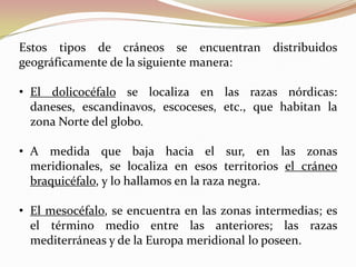 Estos tipos de cráneos se encuentran distribuidos
geográficamente de la siguiente manera:

• El dolicocéfalo se localiza en las razas nórdicas:
  daneses, escandinavos, escoceses, etc., que habitan la
  zona Norte del globo.

• A medida que baja hacia el sur, en las zonas
  meridionales, se localiza en esos territorios el cráneo
  braquicéfalo, y lo hallamos en la raza negra.

• El mesocéfalo, se encuentra en las zonas intermedias; es
  el término medio entre las anteriores; las razas
  mediterráneas y de la Europa meridional lo poseen.
 
