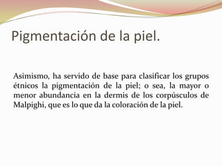Pigmentación de la piel.

Asimismo, ha servido de base para clasificar los grupos
étnicos la pigmentación de la piel; o sea, la mayor o
menor abundancia en la dermis de los corpúsculos de
Malpighi, que es lo que da la coloración de la piel.
 