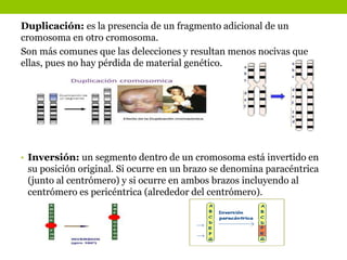 Duplicación: es la presencia de un fragmento adicional de un
cromosoma en otro cromosoma.
Son más comunes que las delecciones y resultan menos nocivas que
ellas, pues no hay pérdida de material genético.
• Inversión: un segmento dentro de un cromosoma está invertido en
su posición original. Si ocurre en un brazo se denomina paracéntrica
(junto al centrómero) y si ocurre en ambos brazos incluyendo al
centrómero es pericéntrica (alrededor del centrómero).
 