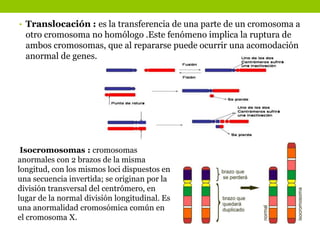 • Translocación : es la transferencia de una parte de un cromosoma a
otro cromosoma no homólogo .Este fenómeno implica la ruptura de
ambos cromosomas, que al repararse puede ocurrir una acomodación
anormal de genes.
Isocromosomas : cromosomas
anormales con 2 brazos de la misma
longitud, con los mismos loci dispuestos en
una secuencia invertida; se originan por la
división transversal del centrómero, en
lugar de la normal división longitudinal. Es
una anormalidad cromosómica común en
el cromosoma X.
 