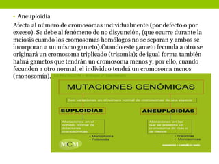 • Aneuploidía
Afecta al número de cromosomas individualmente (por defecto o por
exceso). Se debe al fenómeno de no disyunción, (que ocurre durante la
meiosis cuando los cromosomas homólogos no se separan y ambos se
incorporan a un mismo gameto).Cuando este gameto fecunda a otro se
originará un cromosoma triplicado (trisomía); de igual forma también
habrá gametos que tendrán un cromosoma menos y, por ello, cuando
fecunden a otro normal, el individuo tendrá un cromosoma menos
(monosomía).
 