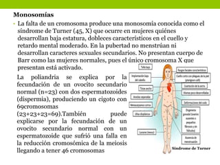 Monosomías
• La falta de un cromosoma produce una monosomía conocida como el
síndrome de Turner (45, X) que ocurre en mujeres quiénes
desarrollan baja estatura, dobleces característicos en el cuello y
retardo mental moderado. En la pubertad no menstrúan ni
desarrollan caracteres sexuales secundarios. No presentan cuerpo de
Barr como las mujeres normales, pues el único cromosoma X que
presentan está activado.
La poliandria se explica por la
fecundación de un ovocito secundario
normal (n=23) con dos espermatozoides
(dispermia), produciendo un cigoto con
69cromosomas
(23+23+23=69).También puede
explicarse por la fecundación de un
ovocito secundario normal con un
espermatozoide que sufrió una falla en
la reducción cromosómica de la meiosis
llegando a tener 46 cromosomas Síndrome de Turner
 