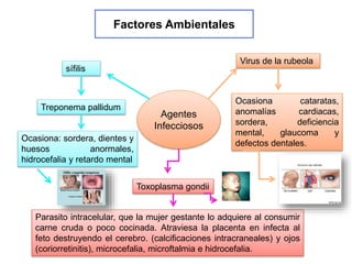 Agentes
Infecciosos
Virus de la rubeola
Ocasiona cataratas,
anomalías cardiacas,
sordera, deficiencia
mental, glaucoma y
defectos dentales.
Toxoplasma gondii
Parasito intracelular, que la mujer gestante lo adquiere al consumir
carne cruda o poco cocinada. Atraviesa la placenta en infecta al
feto destruyendo el cerebro. (calcificaciones intracraneales) y ojos
(coriorretinitis), microcefalia, microftalmia e hidrocefalia.
sífilis
Treponema pallidum
Ocasiona: sordera, dientes y
huesos anormales,
hidrocefalia y retardo mental
Factores Ambientales
 