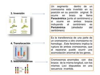3. Inversión
4. Translocación
5. Isocromosomas
Un segmento dentro de un
cromosoma esta invertido en su
posición en su posición original. Si
ocurre en brazo se llama
Paracéntrica (junto al centrómero) y
si ocurre en ambos brazos
incluyendo al centrómero es
Pericéntrica (alrededor del
centrómero)
Es la transferencia de una parte de
un cromosoma a otro cromosoma no
homologo . Este fenómeno implica la
ruptura de ambos cromosomas, que
al repararse puede ocurrir una
acomodación anormal de los genes.
Cromosomas anormales con dos
brazos de la misma longitud, con los
mismos Loci dispuestos en una
secuencia invertida.
 