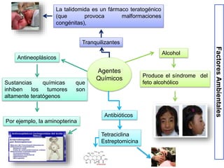 FactoresAmbientales
Agentes
Químicos
Alcohol
Produce el síndrome del
feto alcohólico
Antibióticos
Tetraciclina
Estreptomicina
Antineoplásicos
Sustancias químicas que
inhiben los tumores son
altamente teratógenos
Por ejemplo, la aminopterina
Tranquilizantes
La talidomida es un fármaco teratogénico
(que provoca malformaciones
congénitas),
 