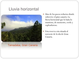 Lluvia horizontal Uno de los pocos reductos donde sobrevive el pino canario. La lluvia horizontal que lo baña lo mantiene, de momento, verde y esplendoroso. Esta reserva esta situada al noroeste de la isla de Gran Canaria. Tamadaba, Gran Canaria 