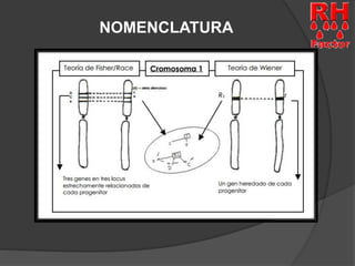 NOMENCLATURA 
 
