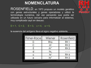 NOMENCLATURA 
ROSENFIELD, en 1973 propuso un modelo genético 
con genes estructurales y genes operadores y utilizó la 
terminología numérica, (tal vez pensando que podía ser 
utilizada en un futuro cercano para informatizar al sistema), 
muy complicada cayó en desuso: 
D = 1, C = 2, E = 3, c = 4, e = 5, 
la ausencia del antígeno lleva el signo negativo adelante. 
 