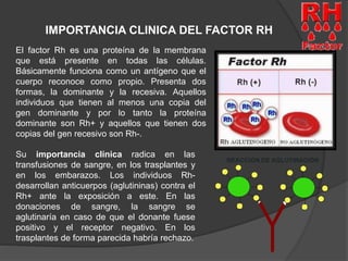 IMPORTANCIA CLINICA DEL FACTOR RH 
El factor Rh es una proteína de la membrana 
que está presente en todas las células. 
Básicamente funciona como un antígeno que el 
cuerpo reconoce como propio. Presenta dos 
formas, la dominante y la recesiva. Aquellos 
individuos que tienen al menos una copia del 
gen dominante y por lo tanto la proteína 
dominante son Rh+ y aquellos que tienen dos 
copias del gen recesivo son Rh-. 
Su importancia clínica radica en las 
transfusiones de sangre, en los trasplantes y 
en los embarazos. Los individuos Rh-desarrollan 
anticuerpos (aglutininas) contra el 
Rh+ ante la exposición a este. En las 
donaciones de sangre, la sangre se 
aglutinaría en caso de que el donante fuese 
positivo y el receptor negativo. En los 
trasplantes de forma parecida habría rechazo. 
 