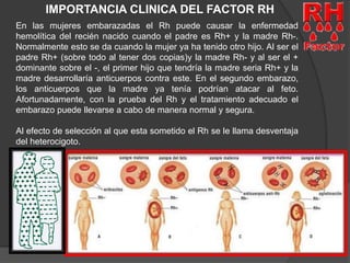 IMPORTANCIA CLINICA DEL FACTOR RH 
En las mujeres embarazadas el Rh puede causar la enfermedad 
hemolítica del recién nacido cuando el padre es Rh+ y la madre Rh-. 
Normalmente esto se da cuando la mujer ya ha tenido otro hijo. Al ser el 
padre Rh+ (sobre todo al tener dos copias)y la madre Rh- y al ser el + 
dominante sobre el -, el primer hijo que tendría la madre seria Rh+ y la 
madre desarrollaría anticuerpos contra este. En el segundo embarazo, 
los anticuerpos que la madre ya tenía podrían atacar al feto. 
Afortunadamente, con la prueba del Rh y el tratamiento adecuado el 
embarazo puede llevarse a cabo de manera normal y segura. 
Al efecto de selección al que esta sometido el Rh se le llama desventaja 
del heterocigoto. 
 