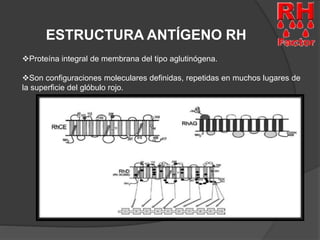 ESTRUCTURA ANTÍGENO RH 
Proteína integral de membrana del tipo aglutinógena. 
Son configuraciones moleculares definidas, repetidas en muchos lugares de 
la superficie del glóbulo rojo. 
 