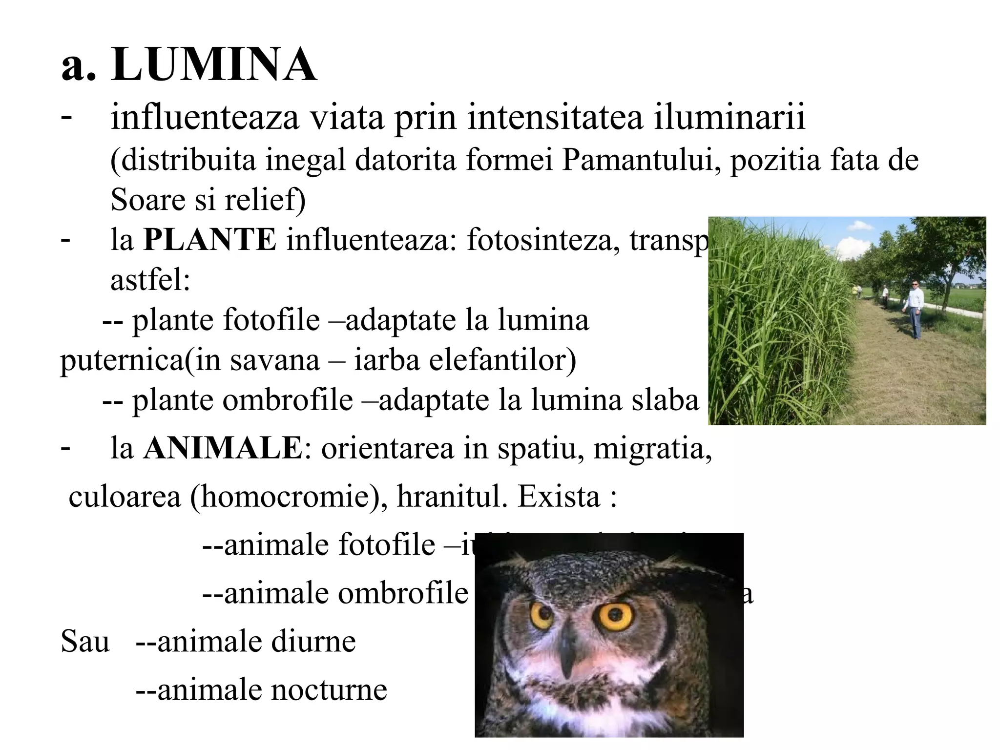 a. LUMINA
- influenteaza viata prin intensitatea iluminarii
(distribuita inegal datorita formei Pamantului, pozitia fata de
Soare si relief)
- la PLANTE influenteaza: fotosinteza, transpiratia. Exista
astfel:
-- plante fotofile –adaptate la lumina
puternica(in savana – iarba elefantilor)
-- plante ombrofile –adaptate la lumina slaba
- la ANIMALE: orientarea in spatiu, migratia,
culoarea (homocromie), hranitul. Exista :
--animale fotofile –iubitoare de lumina
--animale ombrofile – iubitoare de umbra
Sau --animale diurne
--animale nocturne
 