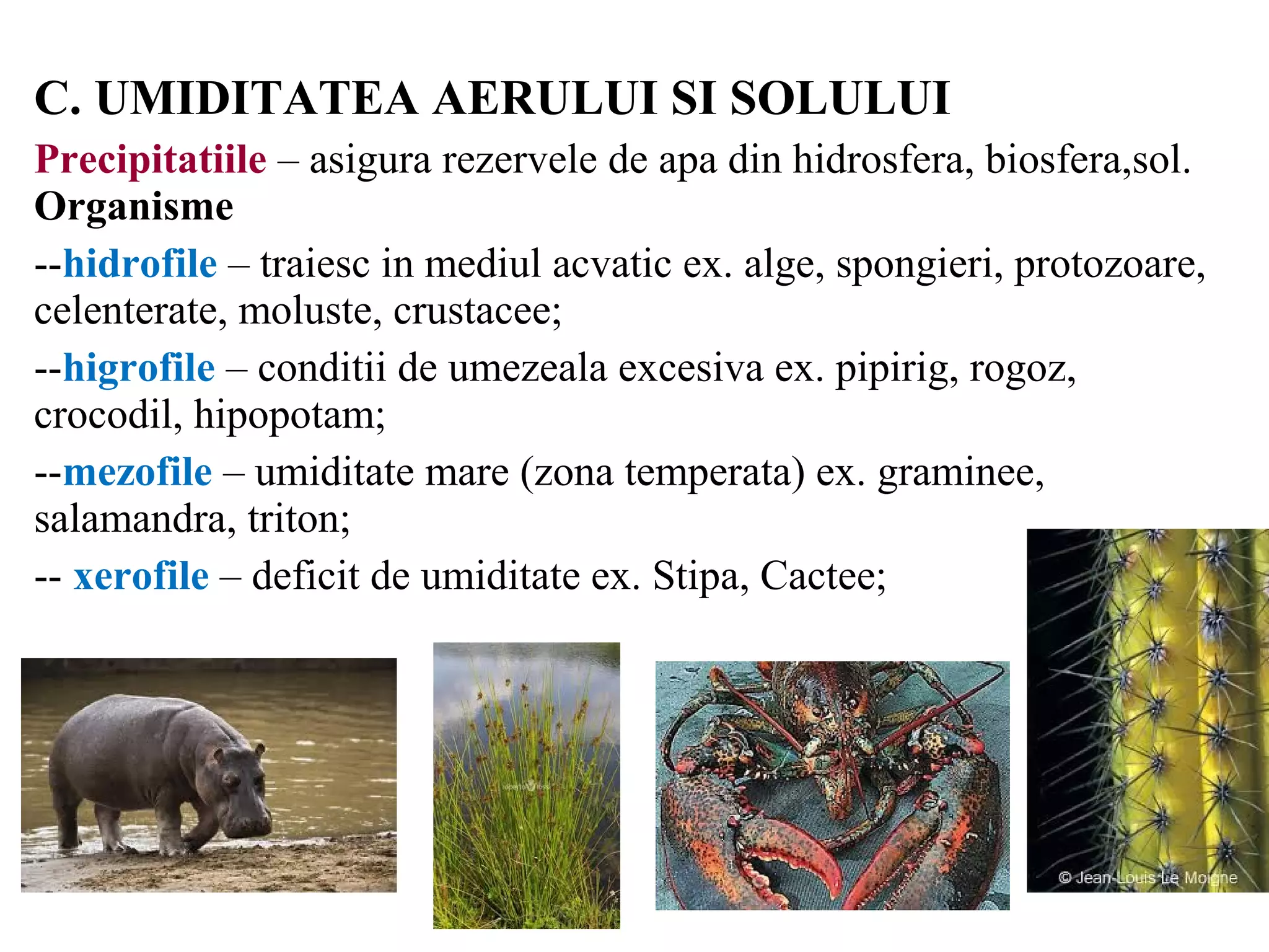 C. UMIDITATEA AERULUI SI SOLULUI
Precipitatiile – asigura rezervele de apa din hidrosfera, biosfera,sol.
Organisme
--hidrofile – traiesc in mediul acvatic ex. alge, spongieri, protozoare,
celenterate, moluste, crustacee;
--higrofile – conditii de umezeala excesiva ex. pipirig, rogoz,
crocodil, hipopotam;
--mezofile – umiditate mare (zona temperata) ex. graminee,
salamandra, triton;
-- xerofile – deficit de umiditate ex. Stipa, Cactee;
 
