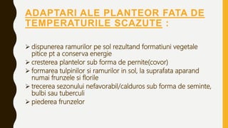 ADAPTARI ALE PLANTEOR FATA DE
TEMPERATURILE SCAZUTE :
 dispunerea ramurilor pe sol rezultand formatiuni vegetale
pitice pt a conserva energie
 cresterea plantelor sub forma de pernite(covor)
 formarea tulpinilor si ramurilor in sol, la suprafata aparand
numai frunzele si florile
 trecerea sezonului nefavorabil/calduros sub forma de seminte,
bulbi sau tuberculi
 piederea frunzelor
 