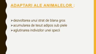 ADAPTARI ALE ANIMALELOR :
dezvoltarea unui strat de blana gros
acumularea de tesut adipos sub piele
aglutinarea indivizilor unei specii
 