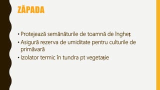 ZĂPADA
• Protejează semănăturile de toamnă de îngheț
• Asigură rezerva de umiditate pentru culturile de
primăvară
• Izolator termic în tundra pt vegetație
 