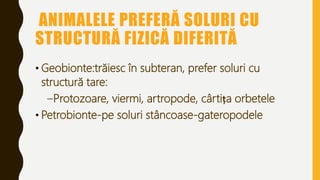 ANIMALELE PREFERĂ SOLURI CU
STRUCTURĂ FIZICĂ DIFERITĂ
• Geobionte:trăiesc în subteran, prefer soluri cu
structură tare:
–Protozoare, viermi, artropode, cârtița orbetele
• Petrobionte-pe soluri stâncoase-gateropodele
 