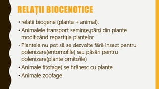 RELAȚII BIOCENOTICE
• relatii biogene (planta + animal).
• Animalele transport semințe,părți din plante
modificând repartiția plantelor
• Plantele nu pot să se dezvolte fără insect pentru
polenizare(entomofile) sau păsări pentru
polenizare(plante ornitofile)
• Animale fitofage( se hrănesc cu plante
• Animale zoofage
 