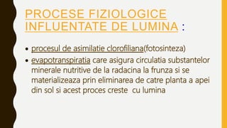 PROCESE FIZIOLOGICE
INFLUENTATE DE LUMINA :
 procesul de asimilatie clorofiliana(fotosinteza)
 evapotranspiratia care asigura circulatia substantelor
minerale nutritive de la radacina la frunza si se
materializeaza prin eliminarea de catre planta a apei
din sol si acest proces creste cu lumina
 