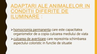 ADAPTARI ALE ANIMALELOR IN
CONDITII DIFERITE DE
ILUMINARE :
homocromia permanenta care este capacitatea
organismelor de a copia culoarea mediului de viata
culoarea de avertizare care reprezinta schimbarea
aspectului coloristic in functie de situatie
 