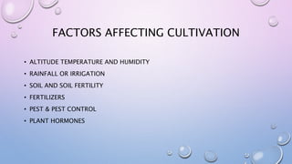 FACTORS AFFECTING CULTIVATION
• ALTITUDE TEMPERATURE AND HUMIDITY
• RAINFALL OR IRRIGATION
• SOIL AND SOIL FERTILITY
• FERTILIZERS
• PEST & PEST CONTROL
• PLANT HORMONES
 