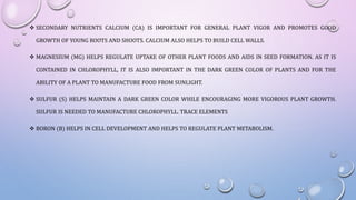  SECONDARY NUTRIENTS CALCIUM (CA) IS IMPORTANT FOR GENERAL PLANT VIGOR AND PROMOTES GOOD
GROWTH OF YOUNG ROOTS AND SHOOTS. CALCIUM ALSO HELPS TO BUILD CELL WALLS.
 MAGNESIUM (MG) HELPS REGULATE UPTAKE OF OTHER PLANT FOODS AND AIDS IN SEED FORMATION. AS IT IS
CONTAINED IN CHLOROPHYLL, IT IS ALSO IMPORTANT IN THE DARK GREEN COLOR OF PLANTS AND FOR THE
ABILITY OF A PLANT TO MANUFACTURE FOOD FROM SUNLIGHT.
 SULFUR (S) HELPS MAINTAIN A DARK GREEN COLOR WHILE ENCOURAGING MORE VIGOROUS PLANT GROWTH.
SULFUR IS NEEDED TO MANUFACTURE CHLOROPHYLL. TRACE ELEMENTS
 BORON (B) HELPS IN CELL DEVELOPMENT AND HELPS TO REGULATE PLANT METABOLISM.
 