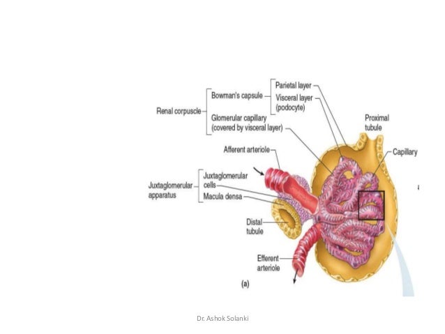 factors affecting gfr 27 638