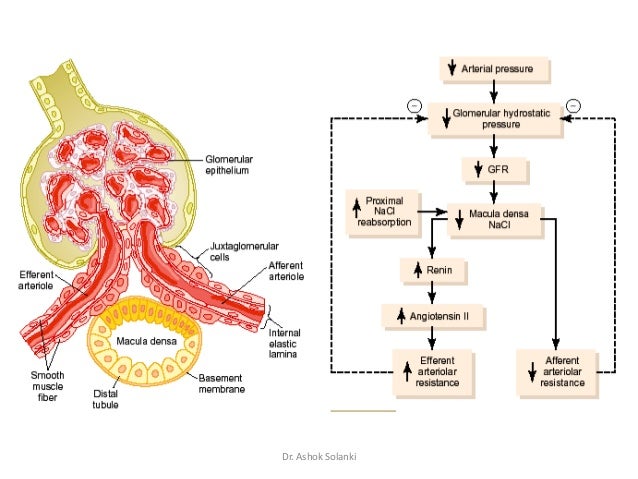 factors affecting gfr 36 638