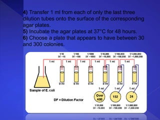 4) Transfer 1 ml from each of only the last three
dilution tubes onto the surface of the corresponding
agar plates.
5) Incubate the agar plates at 37°C for 48 hours.
6) Choose a plate that appears to have between 30
and 300 colonies.
 