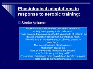 Physiological adaptations in response to aerobic training: Stroke Volume: Stroke Volume = will increase over time if an aerobic  activity training program is undertaken. -This is because training causes the left ventricle to fill better in the  diastole (relaxation period) than the untrained heart. -There is also an increased amount of blood plasma in  exercise =  This intern increases blood volume =  which intern causes the  walls of the ventricle to expand and become  more flexible. (why is this good???) -This makes contractions more powerful and therefore supplies  more blood to the working muscles  