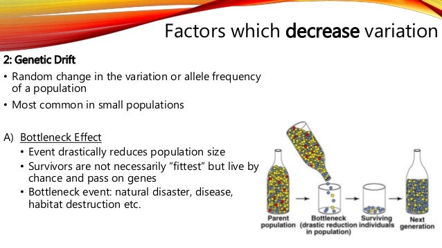 Genetic Drift Natural Disaster Genetic Drift Natural Disaster