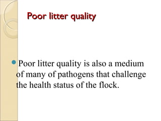Poor litter qualityPoor litter quality
Poor litter quality is also a medium
of many of pathogens that challenge
the health status of the flock.
 
