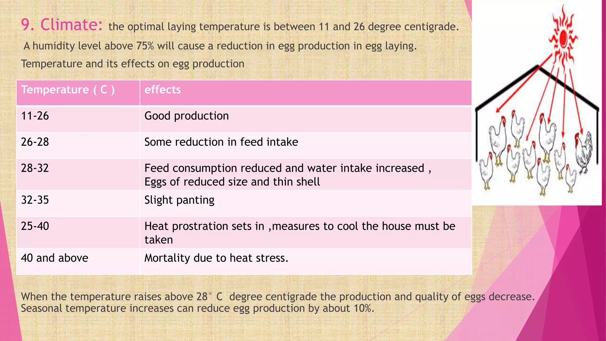 Image showcasing FACTORS AFFECTING EGG PRODUCTION, UNEVEN GROWTH IN LAYERS | PPTX