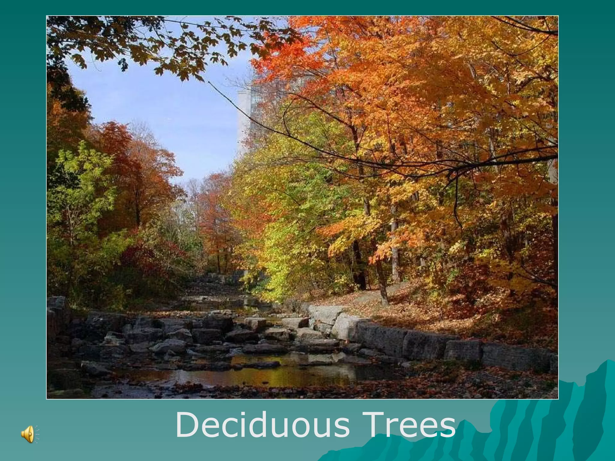 Deciduous Trees 