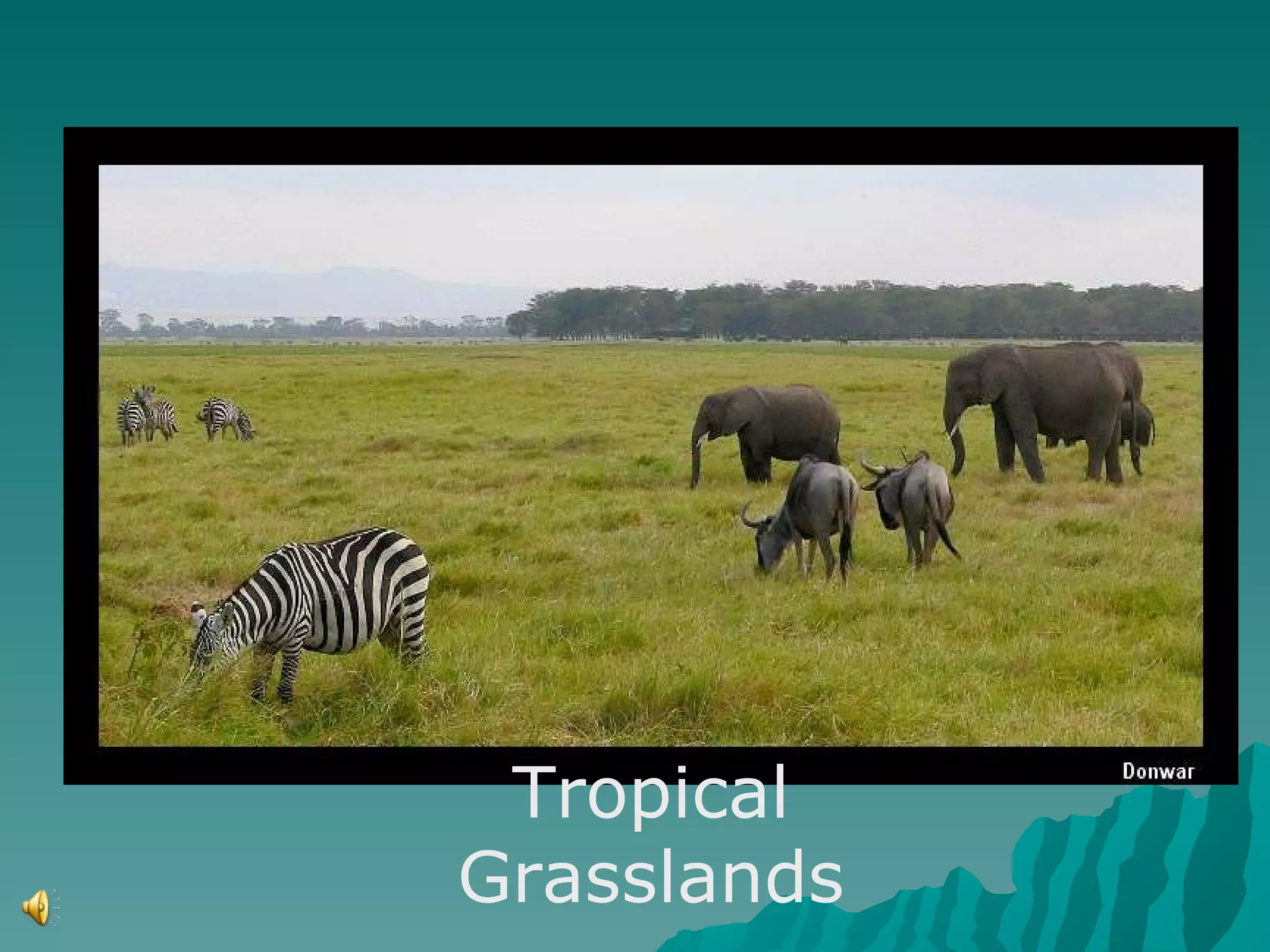 Tropical Grasslands 