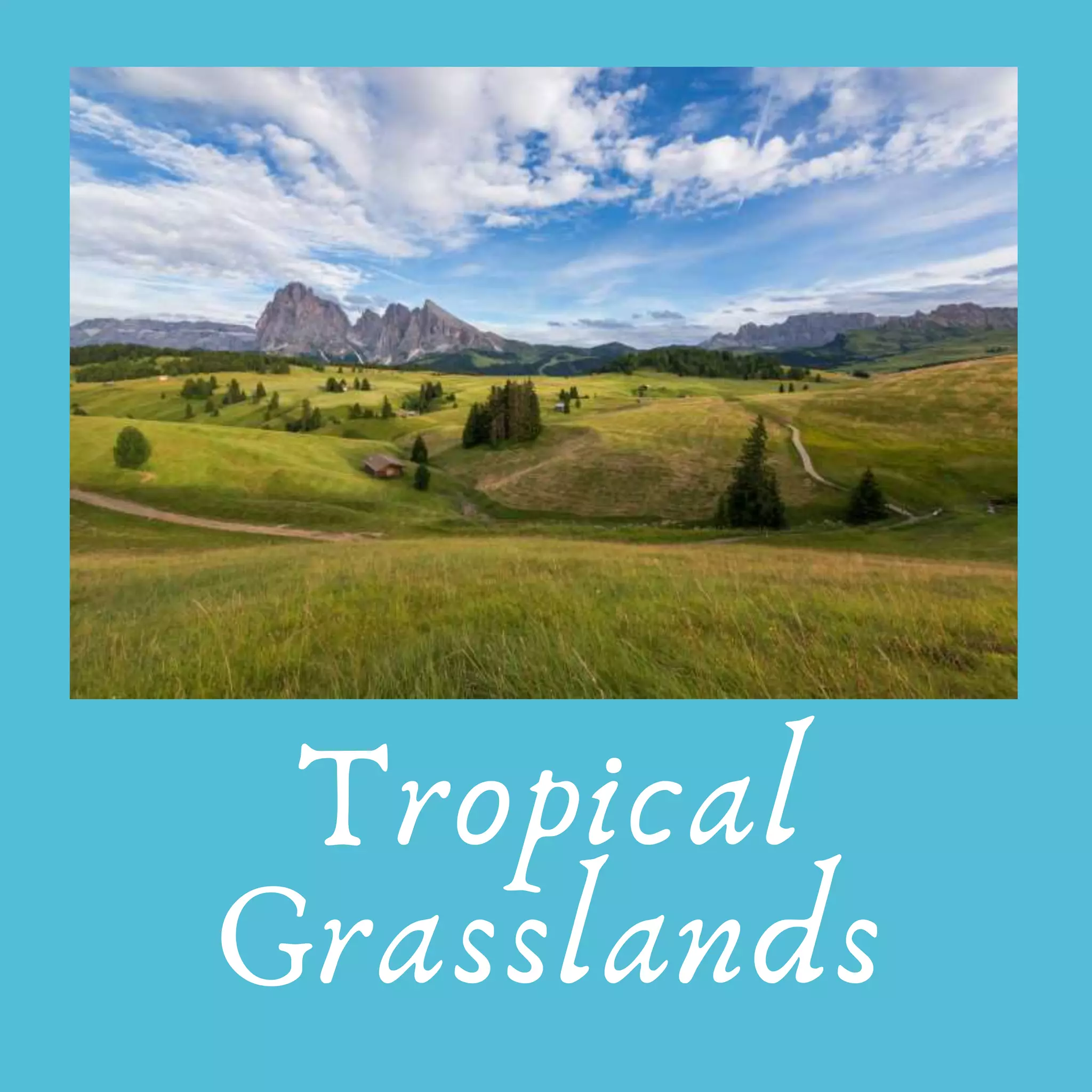 Tropical
Grasslands
 