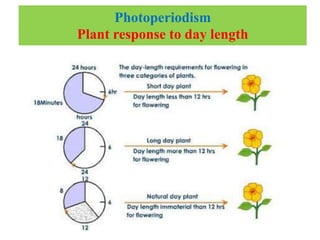 Photoperiodism
Plant response to day length
 