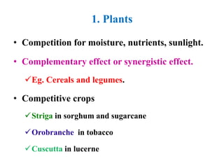 1. Plants
• Competition for moisture, nutrients, sunlight.
• Complementary effect or synergistic effect.
Eg. Cereals and legumes.
• Competitive crops
Striga in sorghum and sugarcane
Orobranche in tobacco
Cuscutta in lucerne
 