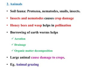 2. Animals
• Soil fauna: Protozoa, nematodes, snails, insects.
• Insects and nematodes causes crop damage
• Honey bees and wasp helps in pollination
• Borrowing of earth worms helps
 Aeration
 Drainage
 Organic matter decomposition
• Large animal cause damage to crops.
• Eg. Animal grazing
 
