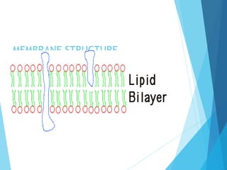 MEMBRANE STRUCTURE
 