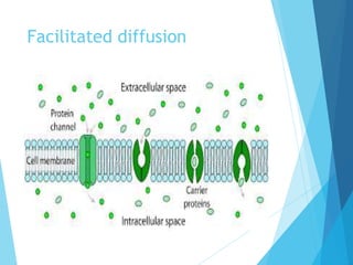 Facilitated diffusion
 