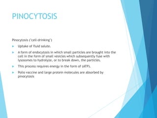 PINOCYTOSIS
Pinocytosis ("cell-drinking")
 Uptake of fluid solute.
 A form of endocytosis in which small particles are brought into the
cell in the form of small vesicles which subsequently fuse with
lysosomes to hydrolyze, or to break down, the particles.
 This process requires energy in the form of (ATP).
 Polio vaccine and large protein molecules are absorbed by
pinocytosis
 