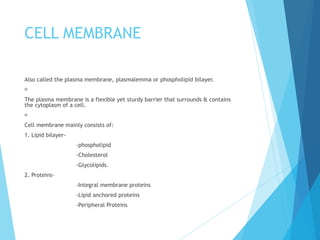CELL MEMBRANE
Also called the plasma membrane, plasmalemma or phospholipid bilayer.
􀂾
The plasma membrane is a flexible yet sturdy barrier that surrounds & contains
the cytoplasm of a cell.
􀂾
Cell membrane mainly consists of:
1. Lipid bilayer-
-phospholipid
-Cholesterol
-Glycolipids.
2. Proteins-
-Integral membrane proteins
-Lipid anchored proteins
-Peripheral Proteins
 