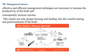 10. Management factors:
effective and efficient management techniques are necessary to increase the
productivity of the birds and
consequently increase income.
This entails not only proper housing and feeding, but also careful rearing
and good treatment of the birds.
 