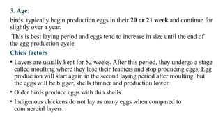3. Age:
birds typically begin production eggs in their 20 or 21 week and continue for
slightly over a year.
This is best laying period and eggs tend to increase in size until the end of
the egg production cycle.
Chick factors
• Layers are usually kept for 52 weeks. After this period, they undergo a stage
called moulting where they lose their feathers and stop producing eggs. Egg
production will start again in the second laying period after moulting, but
the eggs will be bigger, shells thinner and production lower.
• Older birds produce eggs with thin shells.
• Indigenous chickens do not lay as many eggs when compared to
commercial layers.
 